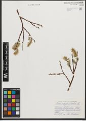 Foto von Salix phylicifolia L.